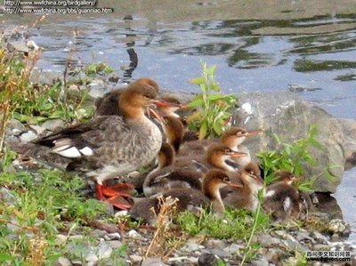 红胸秋沙鸭的外形特征、地理分布、生活习性、生长繁殖、保护现状