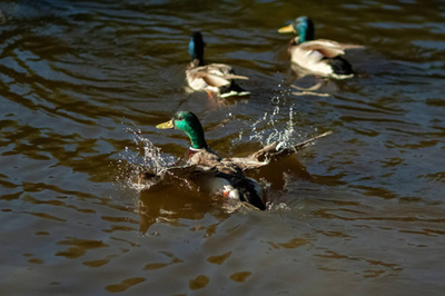 男性 (德雷克) 环-颈鸭 (帆布毒液) 在春天。黑与白鸭游沿在繁殖季节前往北部的湖泊与池塘