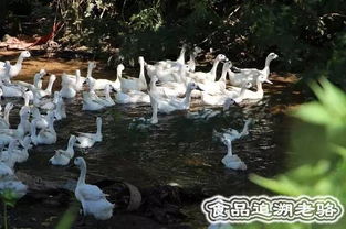 中国福建 龙岩 地理标志产品之3 连城白鸭