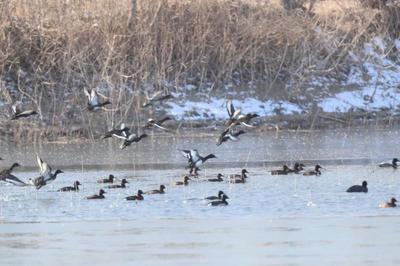 国际重要湿地 | 河南民权黄河故道国际重要湿地:青头潜鸭繁殖地