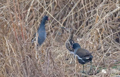 西安最神奇湿地正值鸟类繁殖季 湖水却突然被放干