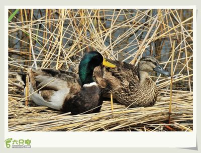 20150502延庆野鸭湖恩爱的一对儿,这个时候正式绿头鸭的繁殖期~