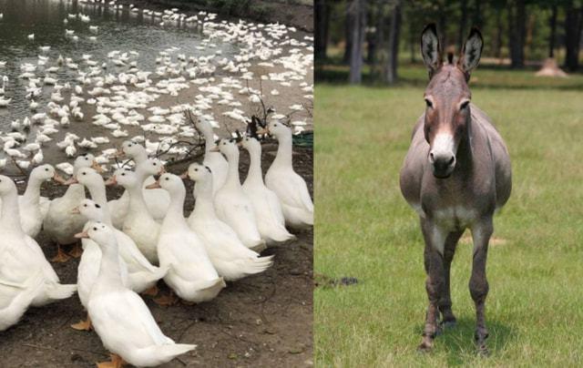 骡鸭与骡子为了提高鸭子的经济价值,人类用栖鸭属的公番鸭与河鸭属的